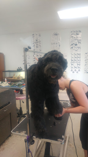 Pet Groomer «Tidy Dog Pet Supply & Salon», reviews and photos, 2612 Lebanon Pike A, Nashville, TN 37214, USA