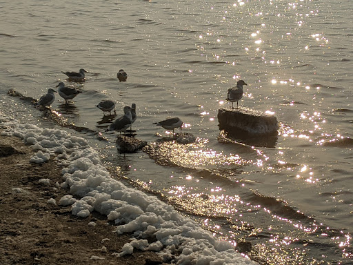 Park «Alviso Marina County Park», reviews and photos, 1195 Hope St, Alviso, CA 95002, USA