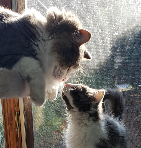 4547 Cascade Rd SE, Grand Rapids, MI 49546, USA