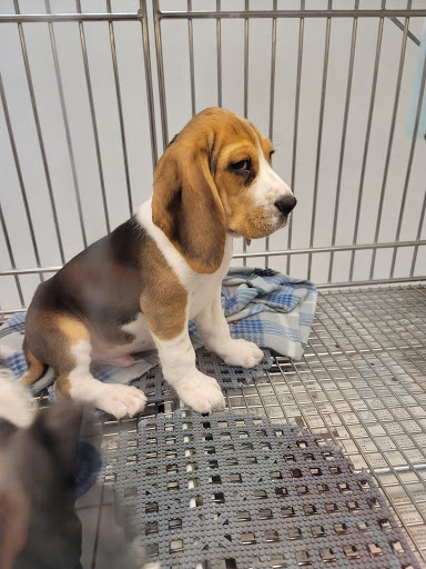 Pet Store «Puppies N Love», reviews and photos, 7700 W Arrowhead Towne Center, Glendale, AZ 85308, USA