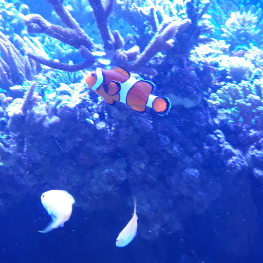 Tropical Fish Store «Vivid Aquarium Inc», reviews and photos, 21126 Vanowen St, Canoga Park, CA 91303, USA