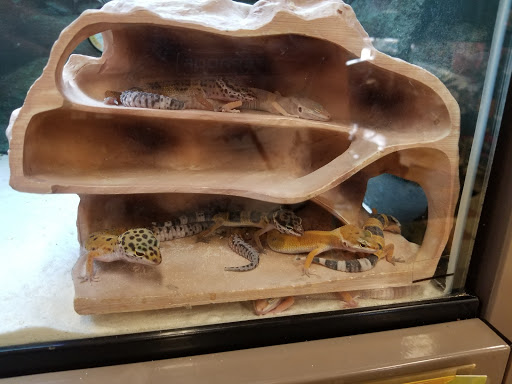 Pet Supply Store «Petco Animal Supplies», reviews and photos, 317 E Trenton Rd, Edinburg, TX 78539, USA