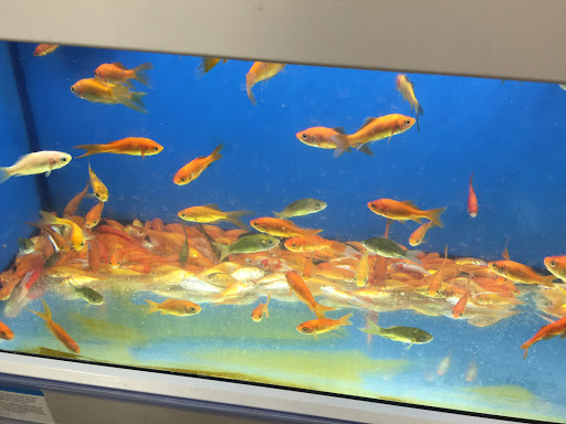 Pet Supply Store «Petco Animal Supplies», reviews and photos, 1574 N Dupont Hwy #300, Dover, DE 19901, USA