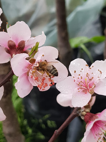 Vivero El Limonero - Canelones