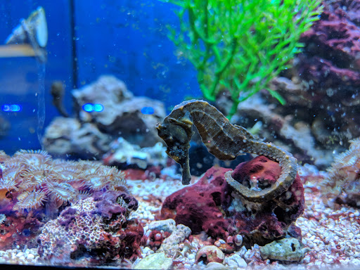 Tropical Fish Store «Aquatic Obsessions», reviews and photos, 1150 St George Ave, Avenel, NJ 07001, USA