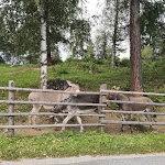 Photo n°1 de l'avis de vane88. fait le 22/08/2021 à 13:43 sur le  Lerchner's in Runggen à St. Lorenzen