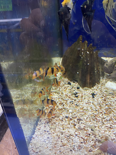 Pet Store «Jules Pet Shop», reviews and photos, 2214 N Milwaukee Ave, Chicago, IL 60647, USA