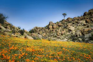 Goegap Nature Reserve Springbok image