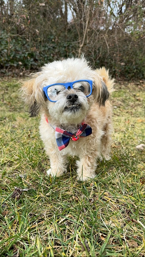 The Bloo Club Pet Store