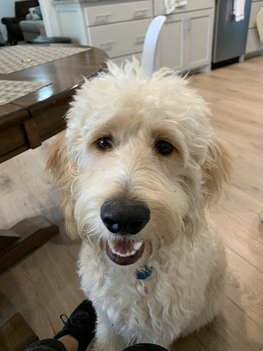 Pet Supply Store «PetSmart», reviews and photos, 7177 SE 29th St, Midwest City, OK 73110, USA