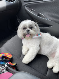 Happy Tails Professional Dog Grooming - Photo 5 - Car repair in Canton, OH, Canton