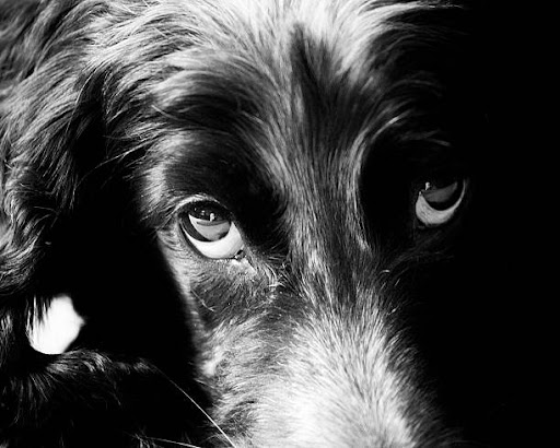 Clínica Veterinaria Óvalo en Lorca