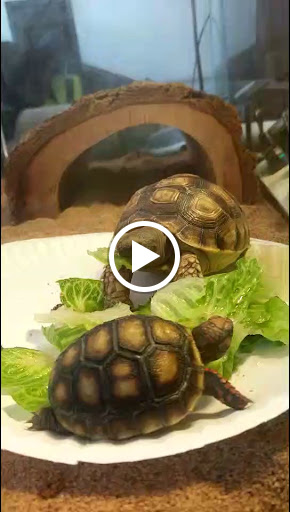 Tropical Fish Store «Sunset Pet & Supplies», reviews and photos, 1373 Sunset Blvd, Los Angeles, CA 90026, USA