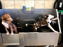 Pet Supplies Plus Dallas - Trinity Mills - Photo 4 - Car repair in Dallas, TX, Plano