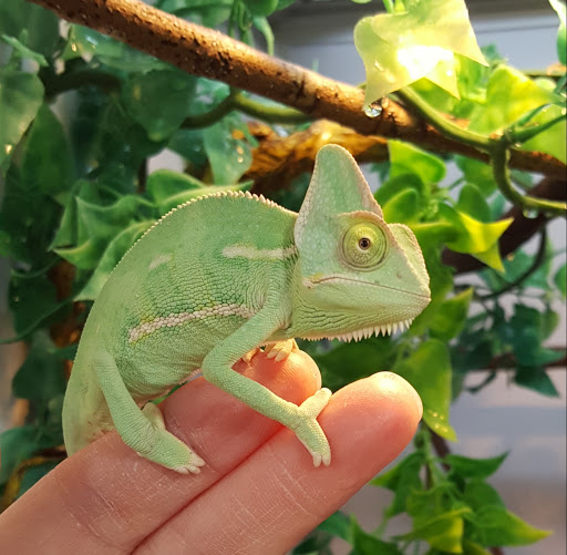 Pet Supply Store «Pet Supermarket, Inc.», reviews and photos, 1052 Peachtree Industrial Blvd, Suwanee, GA 30024, USA