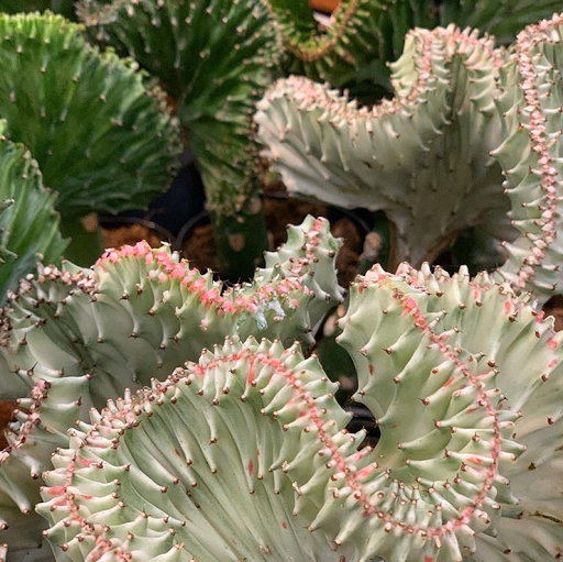 Florist «Arts & Flowers Inc», reviews and photos, 6011 Excelsior Blvd, Minneapolis, MN 55416, USA