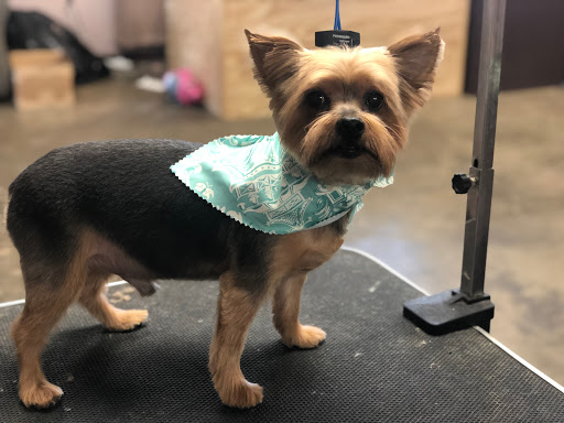 Posh paws grooming salon