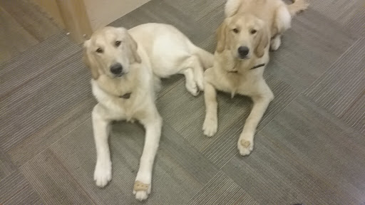 Pet Supply Store «Paws Pet Supply and Grooming», reviews and photos, 7571 Barnett Way, Powell, TN 37849, USA