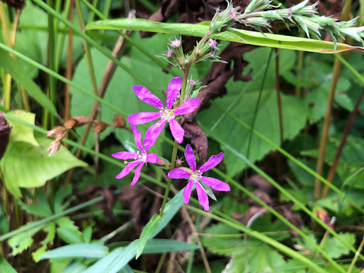 Nature Preserve «Kitchawan Preserve», reviews and photos, 712 Kitchawan Rd, Ossining, NY 10562, USA