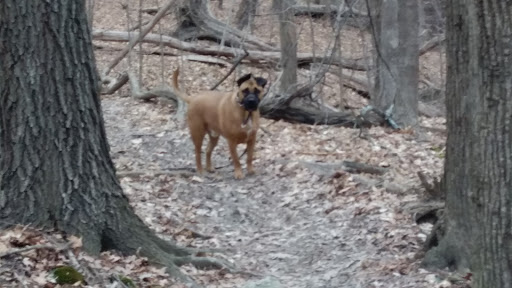 Nature Preserve «Swallow Cliff Woods South», reviews and photos, Illinois Rt 83 & US Rt 45, Palos Park, IL 60464, USA