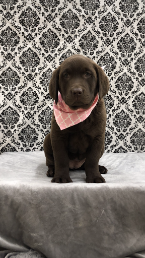 Pet Store «Happiness Is Pets Vi», reviews and photos, 616 E Roosevelt Rd, Lombard, IL 60148, USA