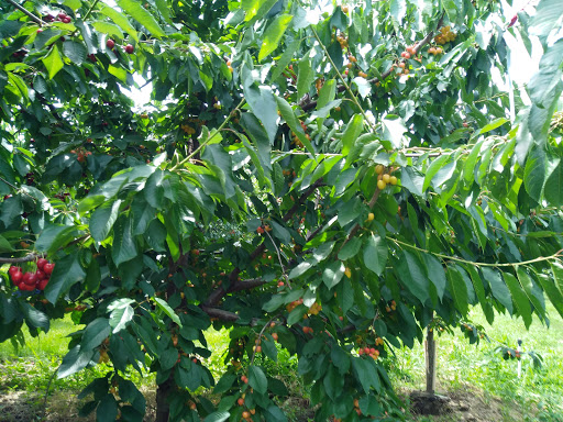 Produce Market «Washington Fruit Place At Barrett Orchards», reviews and photos, 1209 Pecks Canyon Rd, Yakima, WA 98908, USA