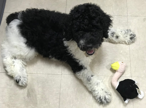 Pet Store «Petland», reviews and photos, 920 Hebron Rd, Heath, OH 43056, USA