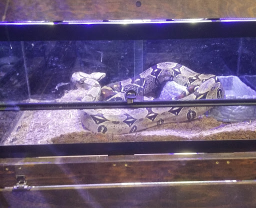 Pet Store «Clarksville Reef & Reptiles», reviews and photos, 329 Warfield Blvd, Clarksville, TN 37043, USA