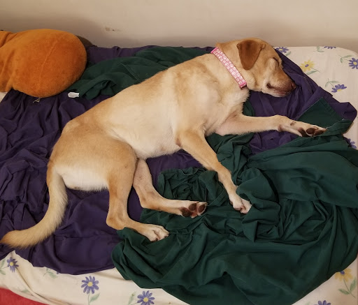 Pet Supply Store «PetSmart», reviews and photos, 10 Hazard Ave, Enfield, CT 06082, USA