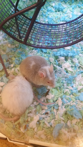 Pet Supply Store «PetSmart», reviews and photos, 3500 IN-38, Lafayette, IN 47905, USA