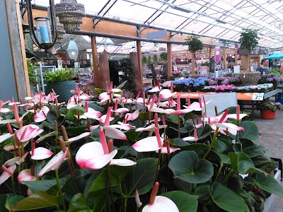 Photos of Intratuin 's Gravenzande