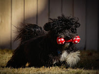 WALKSTAYPLAY Pet Sitting and Dog Walking - Photo 4 - Car repair in , Thousand Oaks