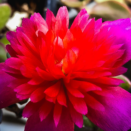 Florist «Sykes the Florist and Greenhouses», reviews and photos, 1300 Lawrence St, Lowell, MA 01852, USA