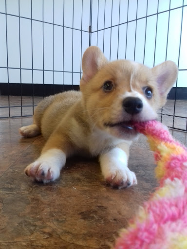 Pet Supply Store «Just Pets», reviews and photos, 8874 Maximus Dr, Lone Tree, CO 80124, USA