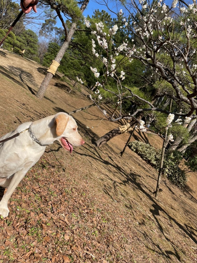 ドッグラン 東京都渋谷区代々木神園町 犬専用公園 公園 グルコミ