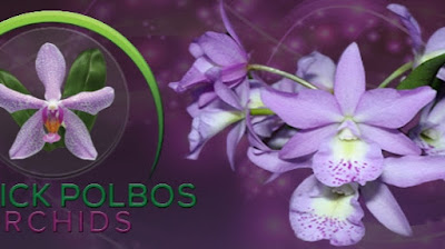 Patrick POLBOS Orchids à Sinceny