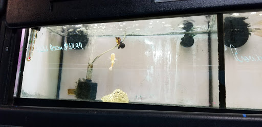 Tropical Fish Store «Caribbean Pets», reviews and photos, 298 Central Ave, Jersey City, NJ 07307, USA