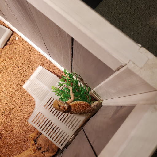 Pet Store «A Family Pet Center», reviews and photos, 6230 N Lockwood Ridge Rd, Sarasota, FL 34243, USA