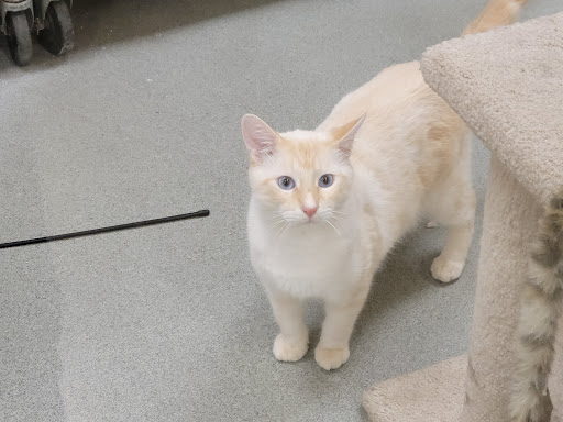 Pet Supply Store «PetSmart», reviews and photos, 2150 Paxton Ln SW, Lilburn, GA 30047, USA