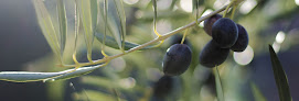 Made In Olive - Produits à l'huile d'olive Cannes