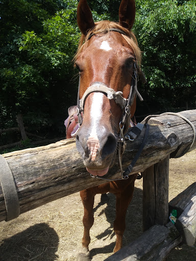 Horseback Riding Service «Grandpa Jeffs Trailrides», reviews and photos, 5889 S Skinner Rd, Morgantown, IN 46160, USA