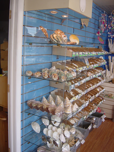 Gift Shop «The Shell Store», reviews and photos, 8211 Ulmerton Rd, Largo, FL 33771, USA