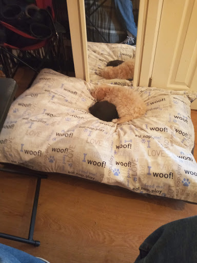 Pet Supply Store «PetSmart», reviews and photos, 1125 Quentin Rd, Lebanon, PA 17042, USA