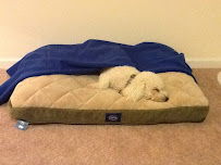 Wags to Riches Pet Resort - Photo 4 - Car repair in , Savannah