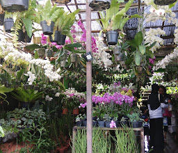 Nongko Traditional Market photo