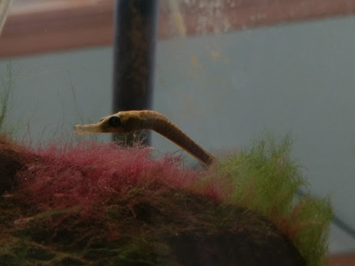 Tourist Attraction «South Sound Estuarium», reviews and photos, 309 State Ave NE, Olympia, WA 98501, USA