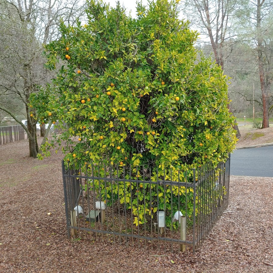 Mother Orange Tree of Butte County