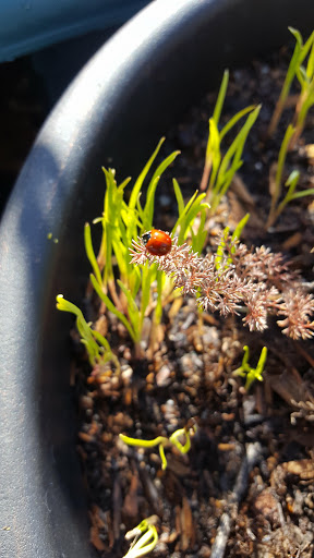 Book Store «Pipe & Thimble Bookstore», reviews and photos, 24830 Narbonne Ave, Lomita, CA 90717, USA