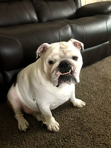 Pet Store «Firehouse Pet Shop & Grooming», reviews and photos, 17 S Wenatchee Ave, Wenatchee, WA 98801, USA