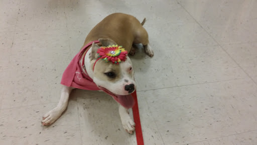 Pet Supply Store «PetSmart», reviews and photos, 1705 N Bechtle Ave, Springfield, OH 45504, USA